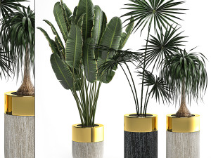 houseplants in a luxury pot for the interior 705 3D Model