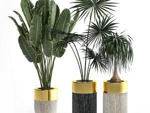 houseplants in a luxury pot for the interior 705 Modelo 3D