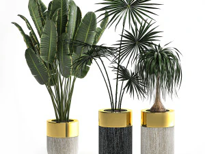 houseplants in a luxury pot for the interior 705 3D Model