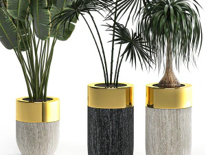houseplants in a luxury pot for the interior 705 3D Model