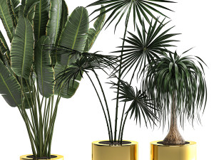 houseplants in a luxury pot for the interior 705 Modelo 3D
