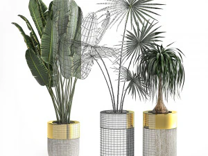 houseplants in a luxury pot for the interior 705 3D Model