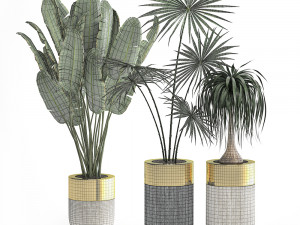 houseplants in a luxury pot for the interior 705 Modelo 3D