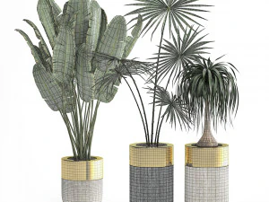 houseplants in a luxury pot for the interior 705 3D Model