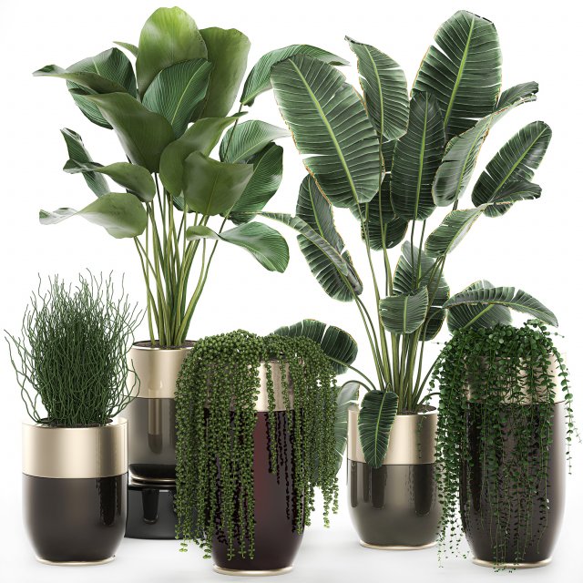 houseplants in a luxury pot for the interior 706 Modelo 3D .c4d .max .obj .3ds .fbx .stl .blend 