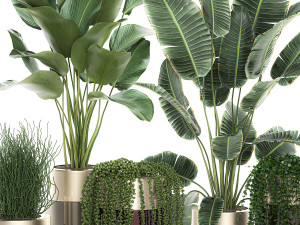 houseplants in a luxury pot for the interior 706 Modelo 3D