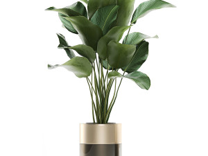 houseplants in a luxury pot for the interior 706 Modelo 3D