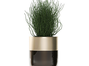 houseplants in a luxury pot for the interior 706 Modelo 3D