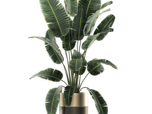 houseplants in a luxury pot for the interior 706 Modelo 3D