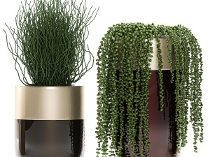 houseplants in a luxury pot for the interior 706 Modelo 3D