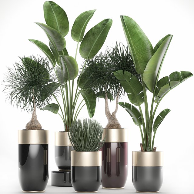 houseplants in a luxury pot for the interior 707 3D-Modell .c4d .max .obj .3ds .fbx .stl .blend 