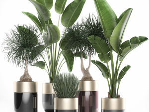 houseplants in a luxury pot for the interior 707 3D Model