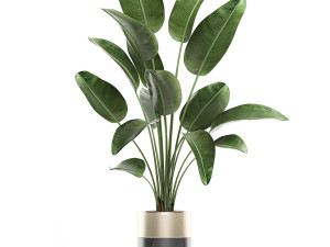 houseplants in a luxury pot for the interior 707 3D-Modell