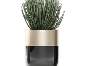 houseplants in a luxury pot for the interior 707 3D-Modell