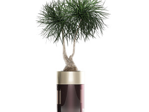houseplants in a luxury pot for the interior 707 3D-Modell