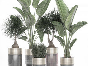houseplants in a luxury pot for the interior 707 3D-Modell