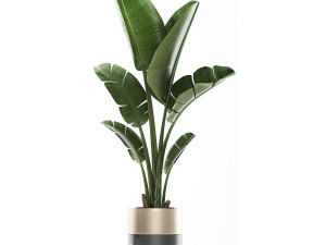 houseplants in a luxury pot for the interior 707 3D-Modell