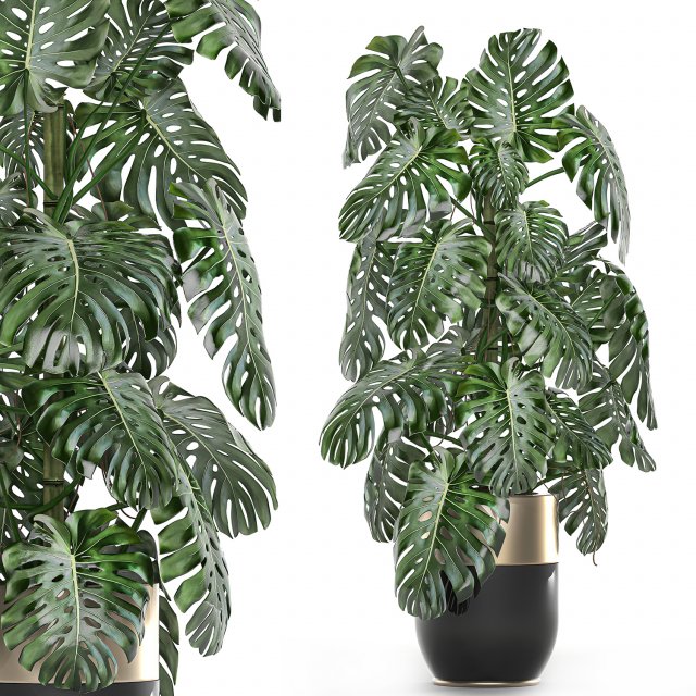 monstera in a pot for the interior 708 Modèle 3D .c4d .max .obj .3ds .fbx .stl .blend 
