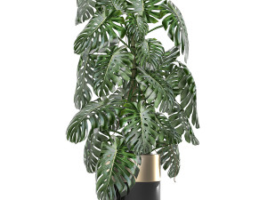 monstera in a pot for the interior 708 Modèle 3D