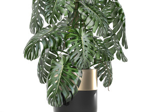 monstera in a pot for the interior 708 Modèle 3D