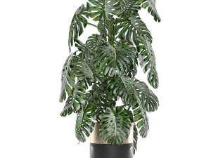 monstera in a pot for the interior 708 Modèle 3D