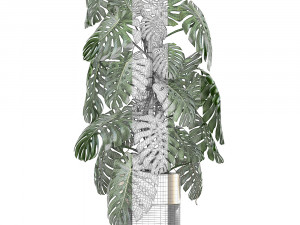 monstera in a pot for the interior 708 Modèle 3D