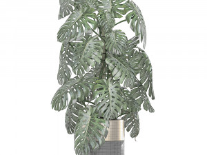 monstera in a pot for the interior 708 Modèle 3D