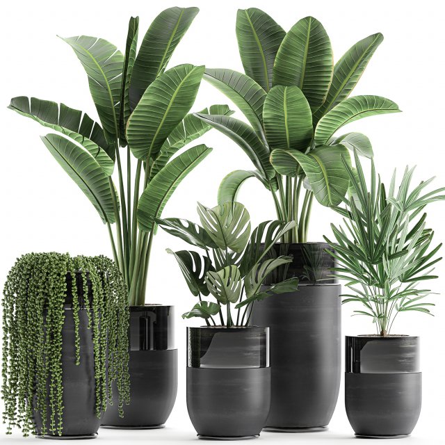 houseplants in a black pot for the interior 709 Modèle 3D .c4d .max .obj .3ds .fbx .stl .blend 