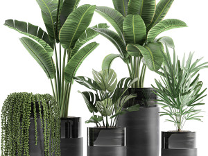 houseplants in a black pot for the interior 709 3D Model