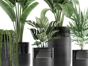 houseplants in a black pot for the interior 709 Modèle 3D