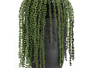 houseplants in a black pot for the interior 709 Modèle 3D