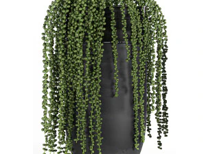 houseplants in a black pot for the interior 709 3D Model