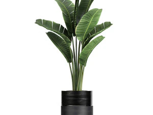 houseplants in a black pot for the interior 709 3D Model