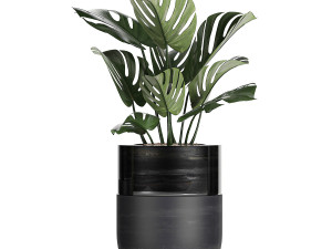 houseplants in a black pot for the interior 709 Modèle 3D