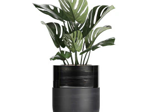 houseplants in a black pot for the interior 709 3D Model