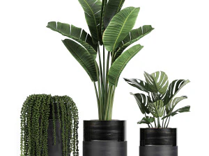 houseplants in a black pot for the interior 709 3D Model