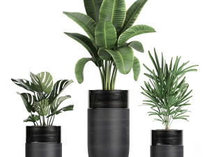 houseplants in a black pot for the interior 709 Modèle 3D