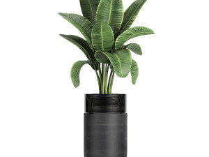 houseplants in a black pot for the interior 709 Modèle 3D