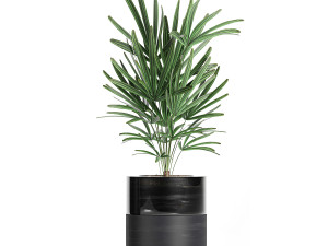 houseplants in a black pot for the interior 709 Modèle 3D