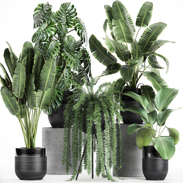 houseplants in a black pot for the interior 710 3D Model .c4d .max .obj .3ds .fbx .stl .blend 