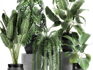 houseplants in a black pot for the interior 710 Modelo 3D