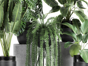 houseplants in a black pot for the interior 710 3D Model
