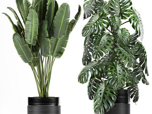 houseplants in a black pot for the interior 710 3D Model