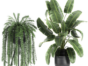 houseplants in a black pot for the interior 710 3D Model