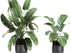 houseplants in a black pot for the interior 710 3D Model