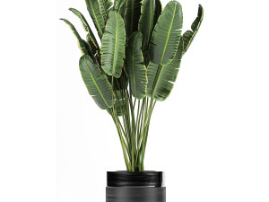 houseplants in a black pot for the interior 710 3D Model