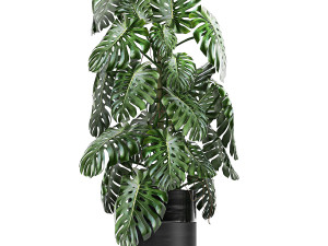 houseplants in a black pot for the interior 710 3D Model