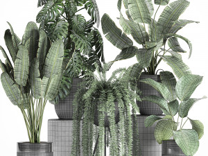 houseplants in a black pot for the interior 710 3D Model