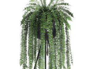 houseplants in a black pot for the interior 710 3D Model