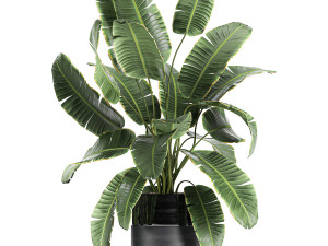 houseplants in a black pot for the interior 710 3D Model